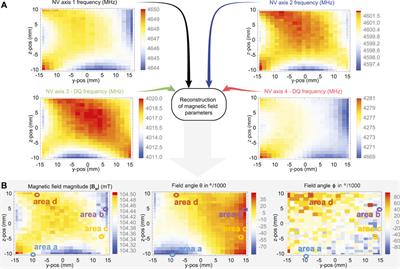 Fiberized Diamond-Based Vector Magnetometers